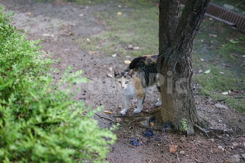 	고양이,동물,야옹이,캣,cat,냐옹이,냐옹,길,거리,일상,풍경,생명,길냥이,길가,일상사진,귀요미,동물,animal,포유류,mammal,고양이,cat,kitten,kitty