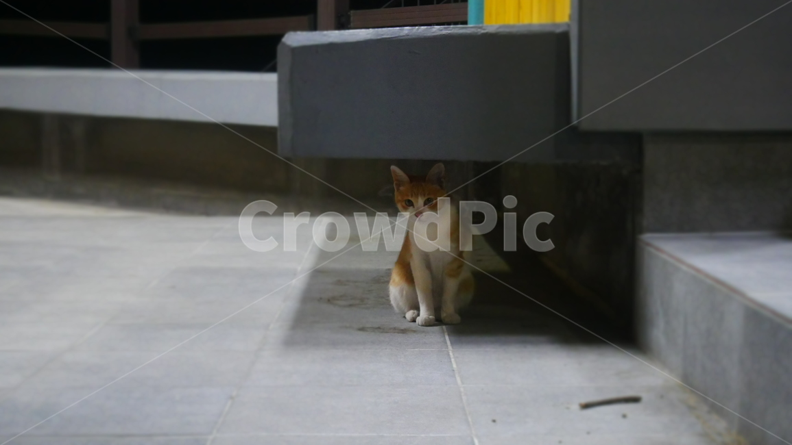 고양이,아웃포커스,길고양이,노랑고양이,노란,감성사진,감성,동물,animal,포유류,mammal,고양이,cat,kitten,kitty