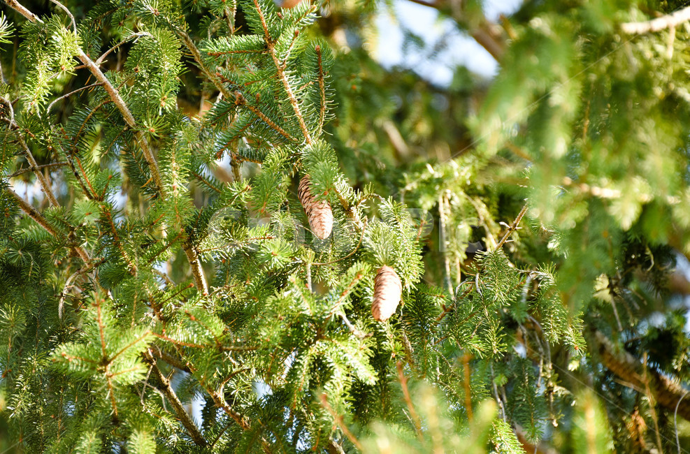 솔방울,나무,나무가지,pinecone,식물,식물,자연,plants,nature