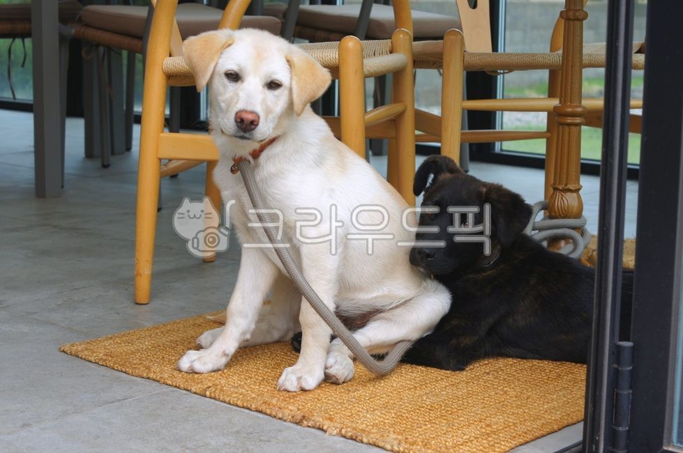 dog,개,래브라도리트리버,labradorretriever,동물,animal,pet,애완동물,포유류,mammal