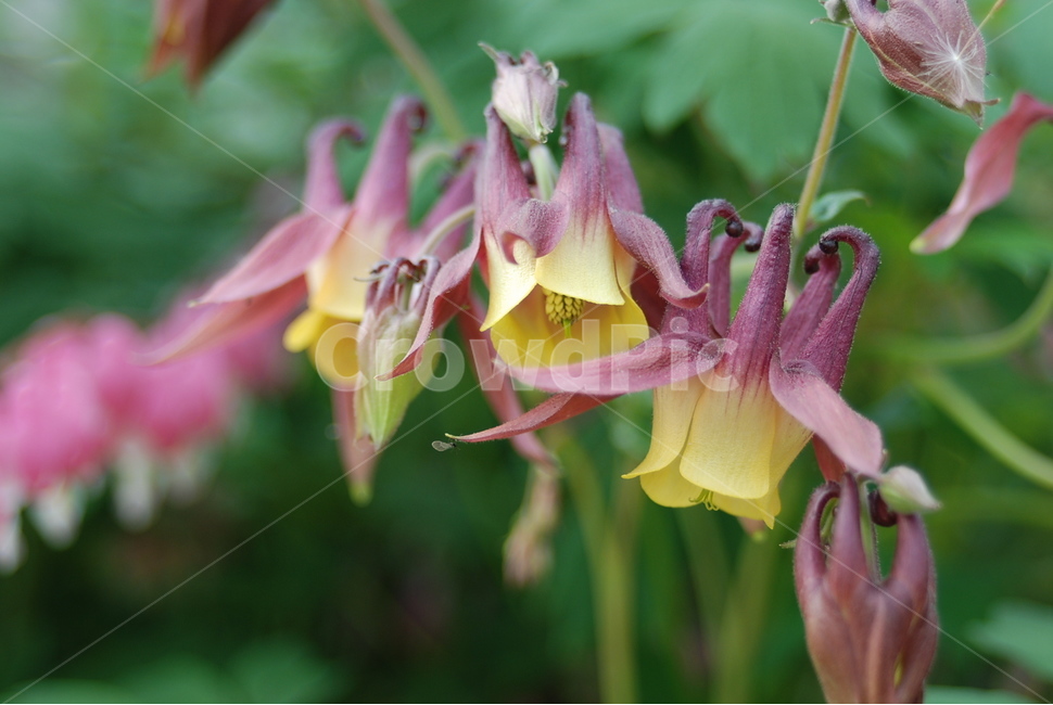 매발톱꽃,야생화,자연,식물,꽃,식물,자연,plants,nature,꽃,flower