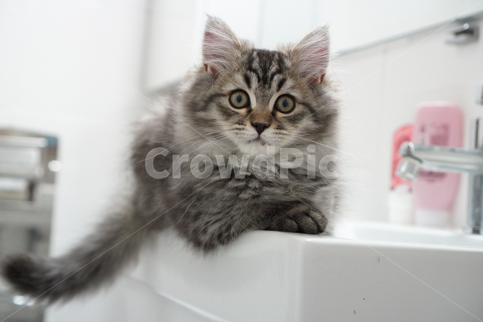 고양이,어리고양이,아기고양이,페르시안고양이,반려묘,냥이,동물,animal,포유류,mammal,고양이,cat,kitten,kitty