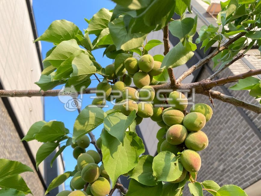 살구나무,살구,살구열매,초록살구,열매나무,열매,나무,plant,식물,과일,fruit,food