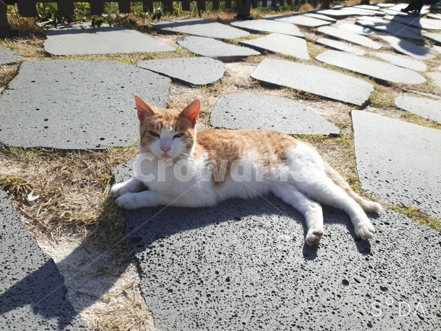 cat,고양이,pet,애완동물,동물,animal,포유류,집사,동물농장,펫
