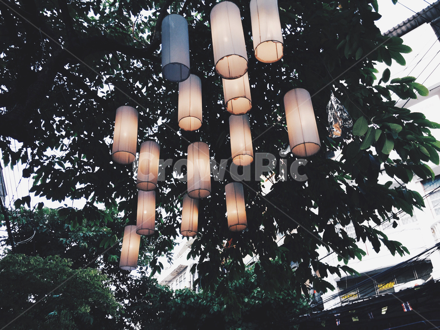나무,등,등불,lamp,light,tree,tradition,전통,oriental,khaosanroad,khaosan,태국,방콕,thailand,bankok,감성사진