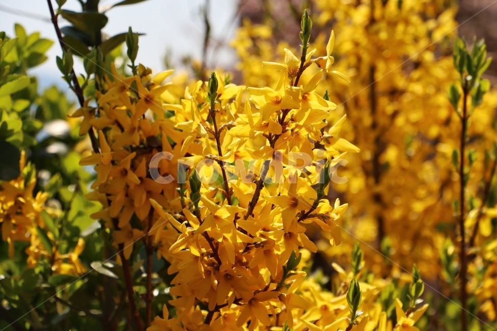 개나리,노란꽃,꽃,식물,flower,blossom,plant,yellow,노란,노랑,자연