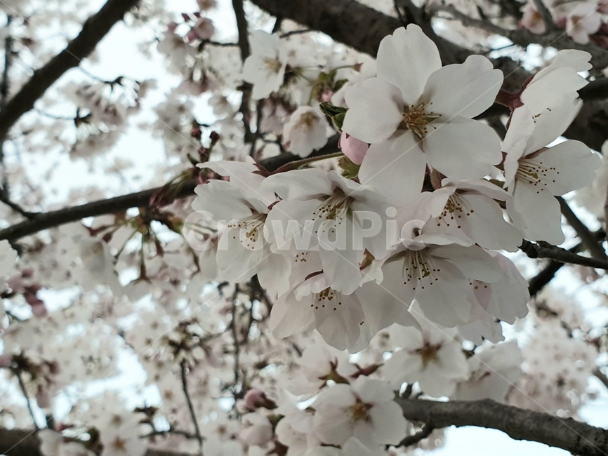 봄,봄꽃,벚꽃,꽃,자연,nature,flower