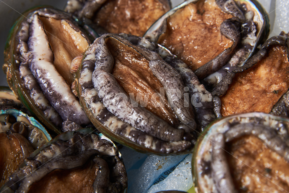 전복,seafood,해산물,clam,갑각류,음식,식재료,요리,food,cook,meal,dishes,food reserves,수산물,해산물,fishery products,seafood