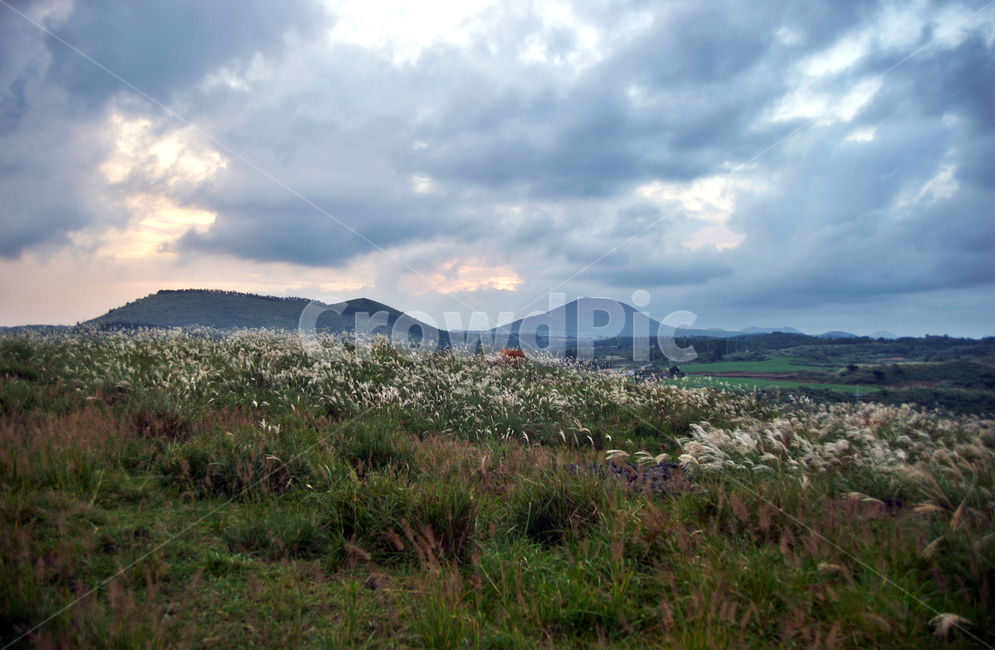 오름,제주,기생화산,억새,소,붉은노을,가을,계절,구름,자연,풍경,nature,landscape,제주도,jeju,jeju island,outdoors,옥외
