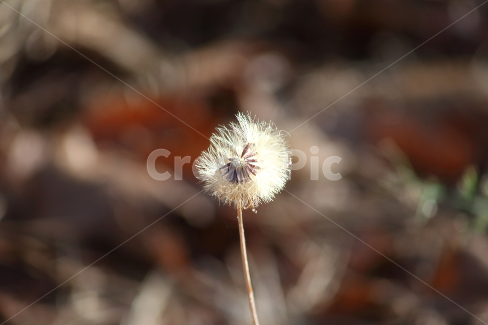 씨앗,종자,번식,식물,seed,식물,자연,plants,nature,꽃,flower