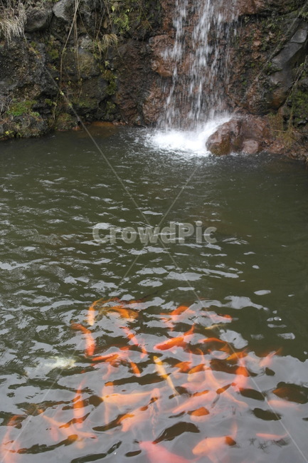 물,자연,금붕어,물고기,폭포,어류,물고기,fish
