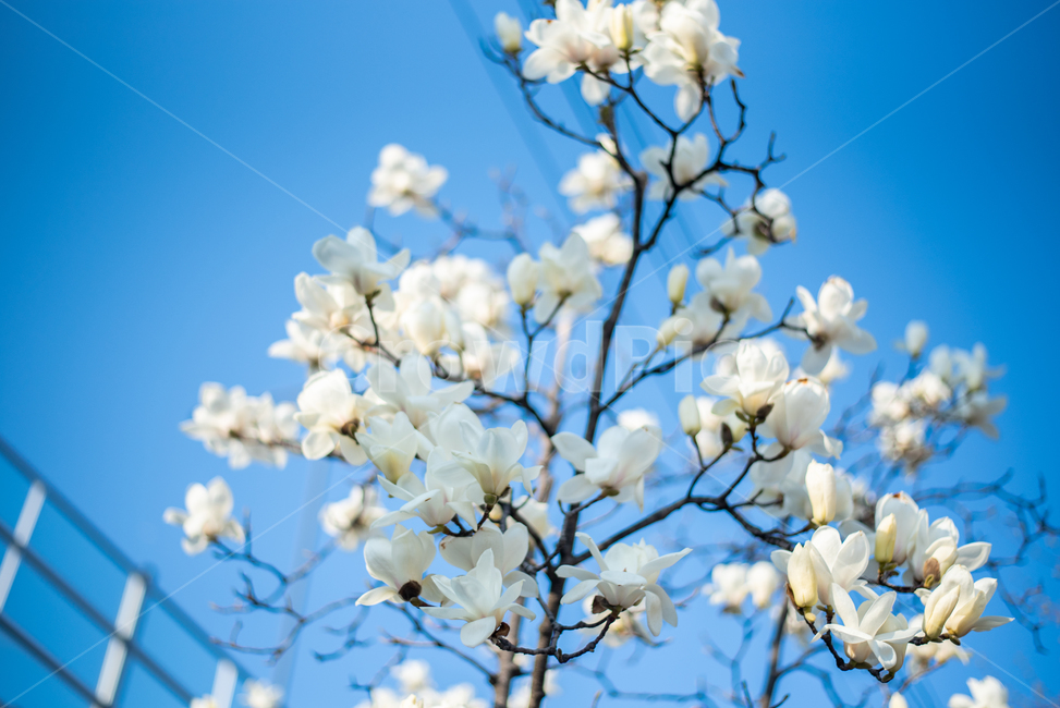 데이트,산책,봄,꽃,벚꽃,식물,자연,plants,nature,꽃,flower