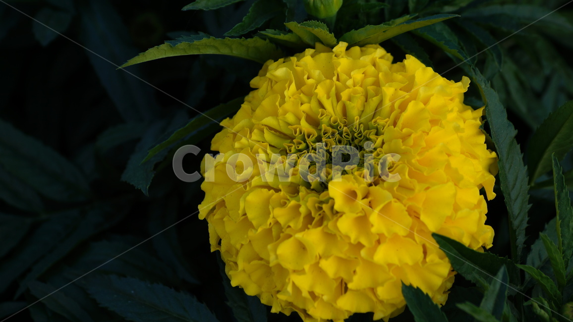 천수국,아프리칸메리골드,꽃,꽃길,꽃축제,식물,자연,plants,nature,꽃,flower