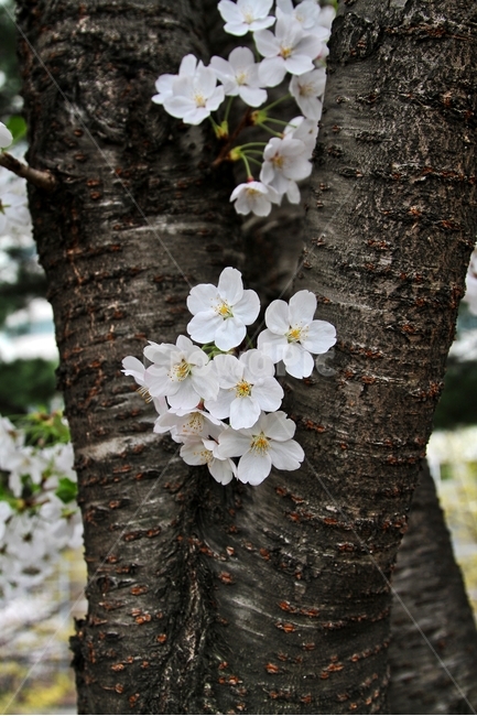 봄,벚꽃,4월,하얀꽃,꽃,봄,계절,spring,season,식물,자연,plants,nature,꽃,flower,plant,tree,나무,tree trunk,나무 줄기