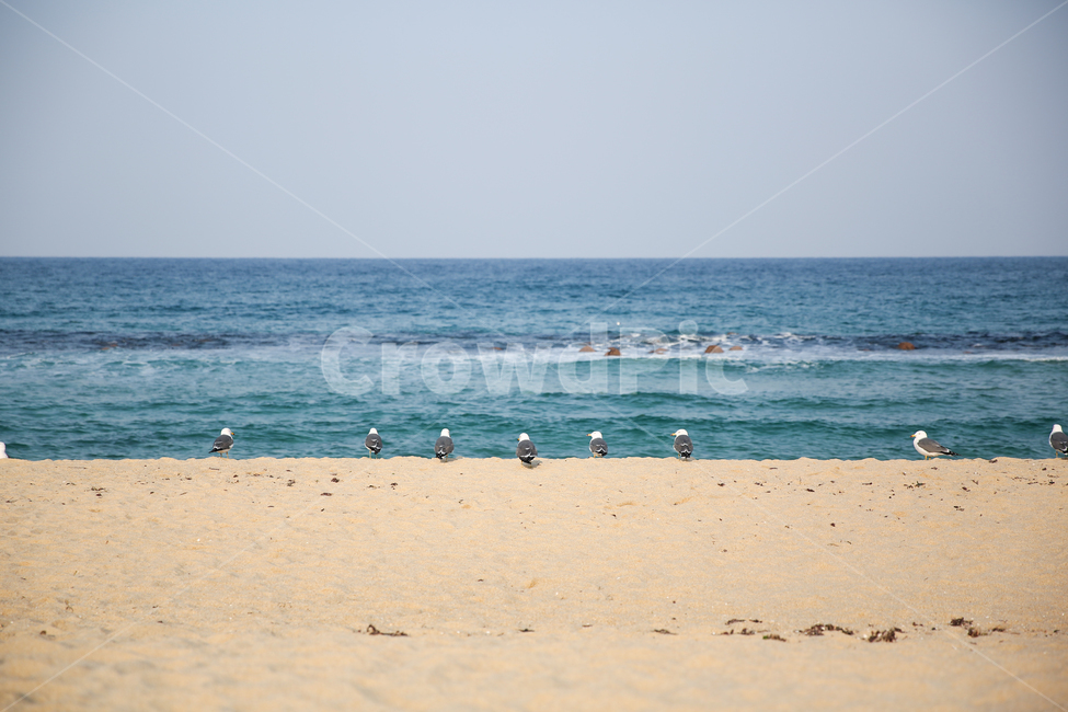 강릉,겨울바다,갈매기,안목해변,바다,해변,바다,beach,sea,동물,animal,조류,새,birds