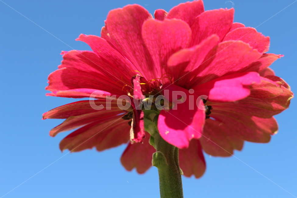 plant,식물,flower,꽃,blossom,pink,분홍색