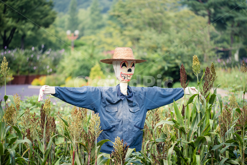 가을,허수아비,추수,계절,수확,이미지,곡식,밀집모자,scarecrow,scare,fear,scary,evil,nature,dark,field,halloween,background,holiday,face,outdoors,traditional,culture,autumn,night,hat,costume,death,straw,spooky,가을,계절,fall,autumn,season,곡류,곡식,cereals,산업,industry,industrial,농업,농사,agriculture,farming,farming industry
