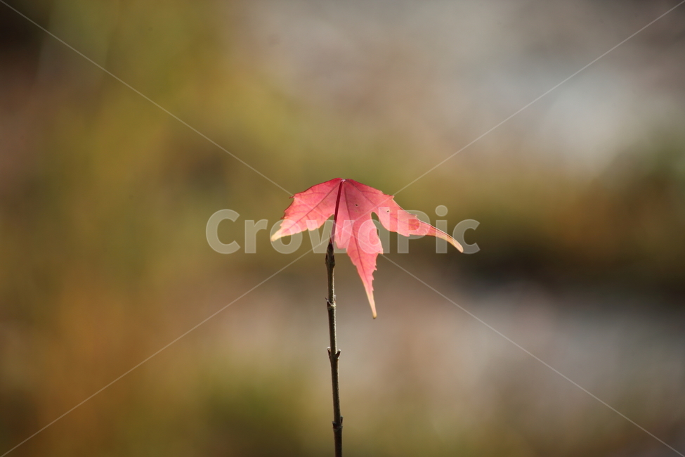 단풍,단풍나무,엽록소,가을,redleaves,가을,계절,fall,autumn,season,식물,자연,plants,nature,leaf,잎,plant,tree,나무