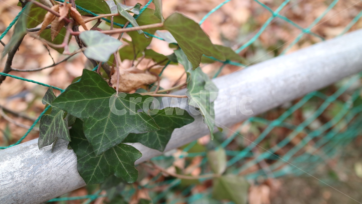 leaf,잎,plant,식물,덩쿨,담쟁이덩쿨,잎사귀