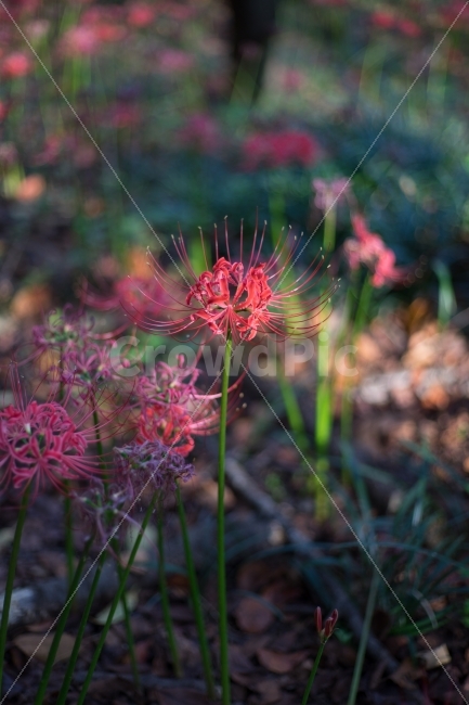 	꽃,꽃무릇,상사화,자연,식물,가을,식물,자연,plants,nature,꽃,flower
