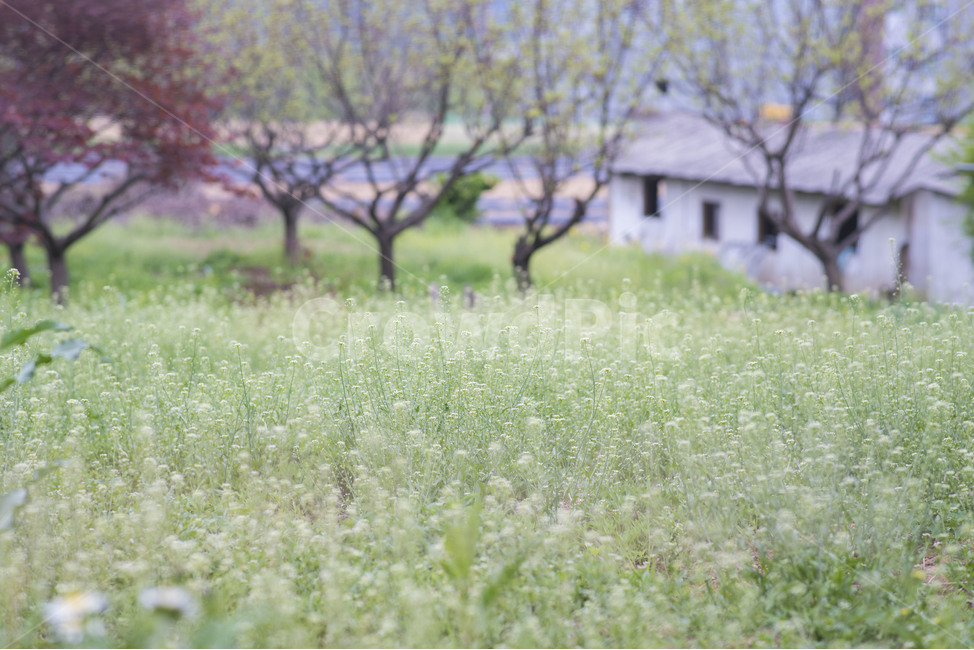 봄,봄꽃,꽃,들풀,풍경,식물,자연,plants,nature,꽃,flower