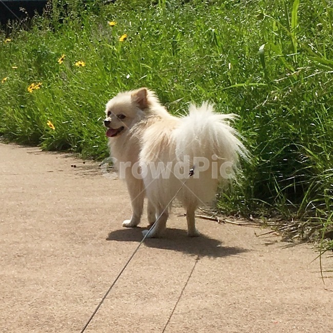 강아지,개,dog,반려견,나들이,경치,풍경,산책,동물,animal,포유류,mammal,개,강아지,dog,doggy