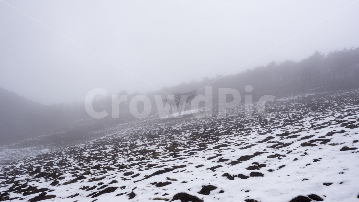 양떼목장,눈,안개,외로움,쓸쓸함,풍경,snow,fog,tree,lonely,loneliness,landscape,자연,풍경,nature,landscape,겨울,계절,winter,season,weather,날씨,outdoors,옥외