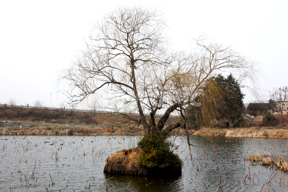 감성,쓸쓸함,호수,을씨년,plant,식물,tree,나무
