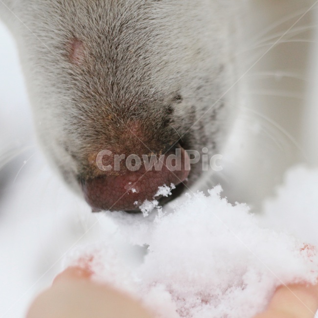 nose,doggo,country dog,dog,eyes