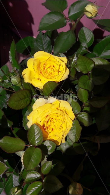 2018서울장미축제,노랑장미,꽃,이중적인의미,노란색,식물,자연,plants,nature,꽃,flower