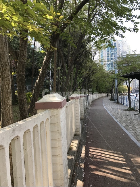 가로수,산책로,산책길,나뭇잎,나무,잎사귀,초록색,초록,자연,산책,도보,자전거도로