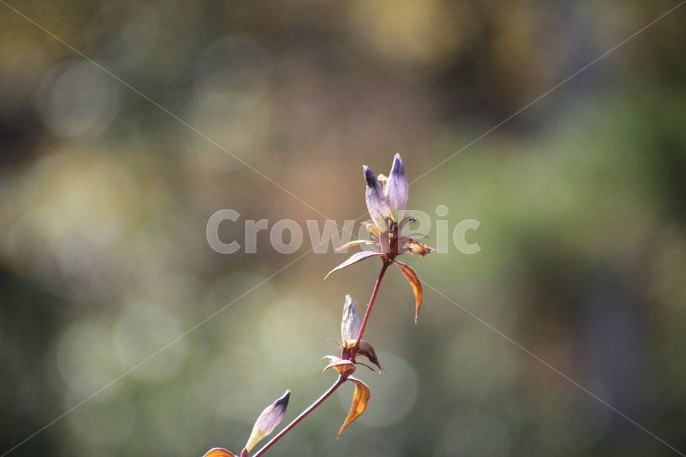 용담,꽃,야생화,식물,chinesegentian,식물,자연,plants,nature,꽃,flower