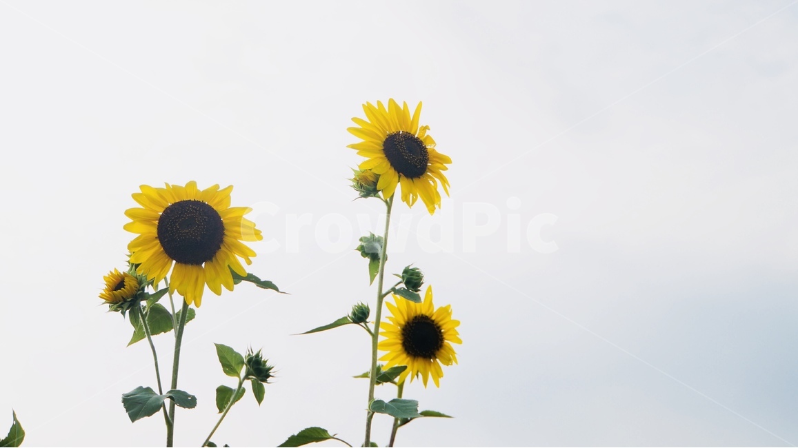 해바라기,꽃,식물,플라워,늦여름,sunflower,flower,식물,자연,plants,nature,꽃,flower