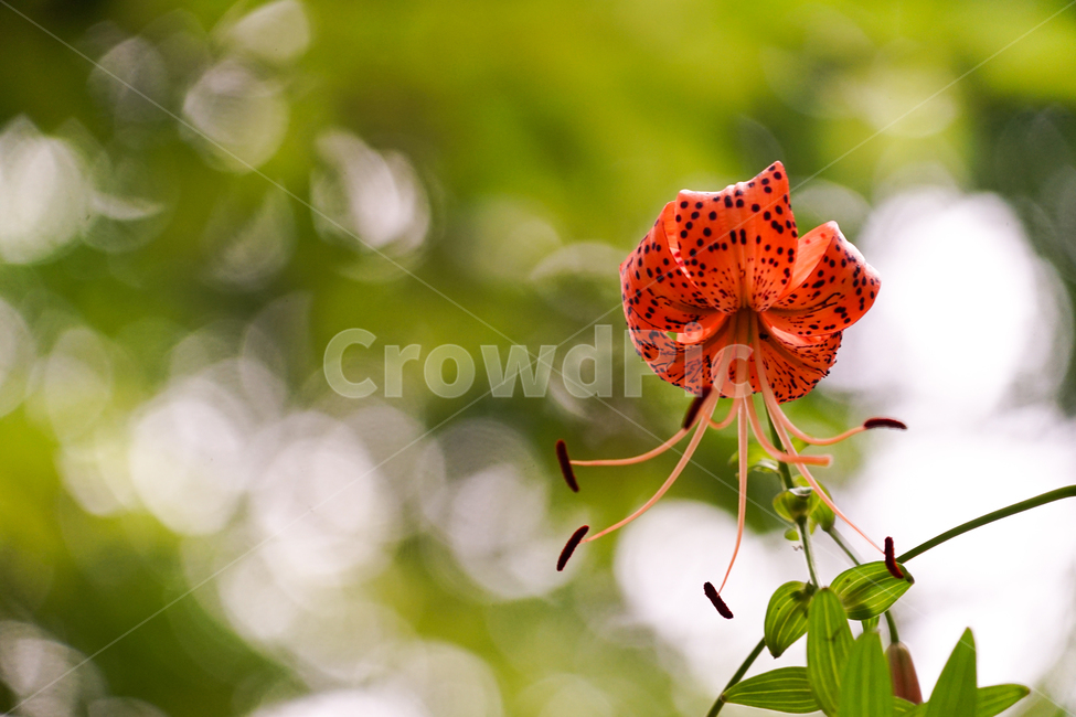식물,plant,꽃,flower,참나리,tigerlily,식물,자연,plants,nature,꽃,flower