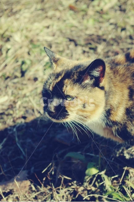 고양이,cat,길고양이,동물,animal,동물,animal,포유류,mammal,고양이,cat,kitten,kitty