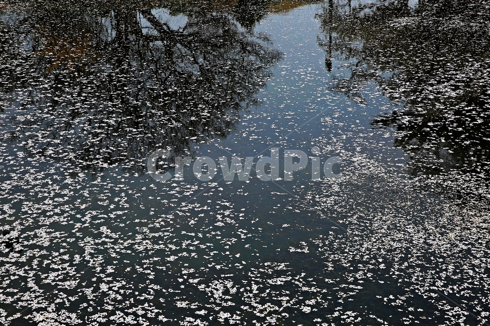 낙화,명제고택,논산,벚꽃앤딩,꽃잎,봄,계절,spring,season,water,물,outdoors,옥외