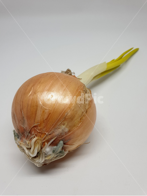 양파,다마네기,채소,야채,vegetable,누끼,식재료,식자재,요리재료,음식재료,요리,cook,레시피,recipe,오브젝트,object,식물,plants,음식,식재료,요리,food,cook,meal,dishes,food reserves,채소,야채,vegetables