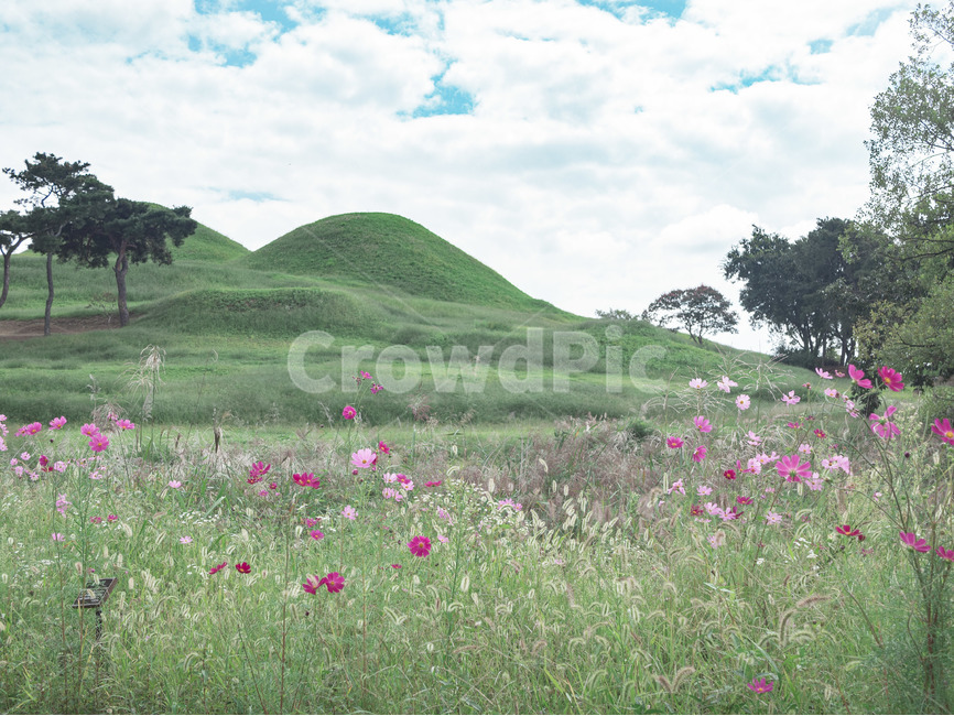 자연,풍경,코스모스,공원,하늘,outdoors,옥외,grassland,목초지,field,들,자연,풍경,nature,landscape