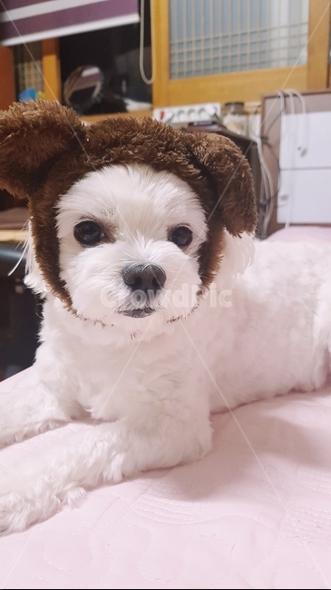 강아지,귀여운강아지,강아지모자,엎드린자세,동물,말티즈,dog,개,멍한,반려견,귀여운,곰,곰돌이,하얀곰,하얀강아지,동물,animal,포유류,mammal,개,강아지,dog,doggy