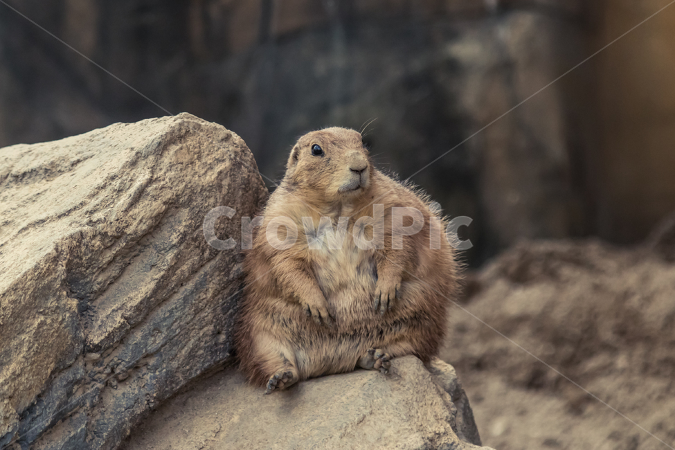 동물,고독,뚱뚱,살찐,무표정,동물,animal,포유류,mammal
