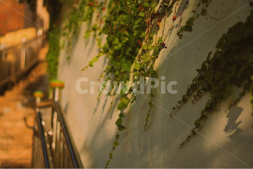 나뭇잎,계단,그림자,햇빛,벽,식물,sunshine,stairs,shadow,식물,자연,plants,nature