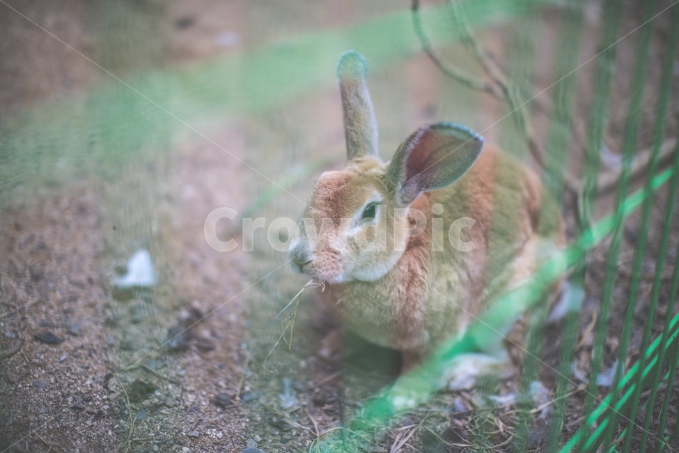 animal,동물,rodent,설치류,hare,토끼,mammal,포유류,동물,animal,포유류,mammal
