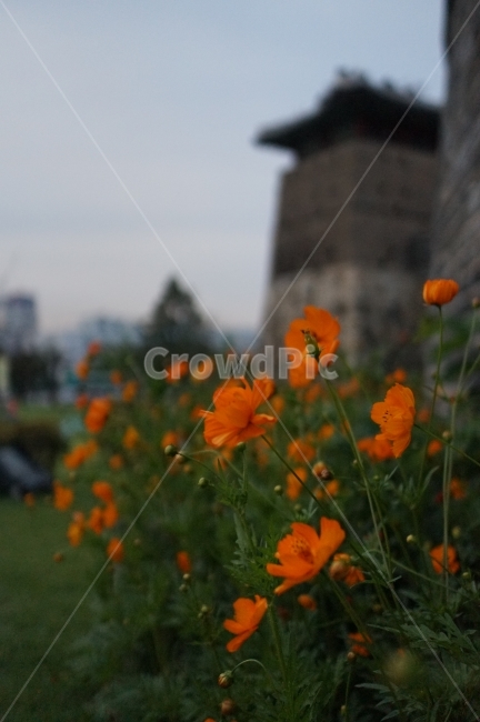 야생화,황화코스모스,공심돈,수원화성,꽃,가을,문화재,수원,가을,계절,fall,autumn,season,식물,자연,plants,nature,꽃,flower