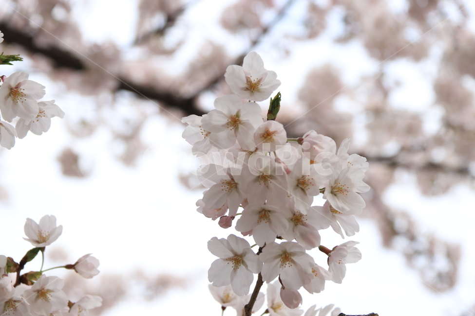 식물,flower,꽃,blossom,cherryblossom,벚꽃축제,자연,벚꽃,식물,자연,plants,nature,꽃,flower