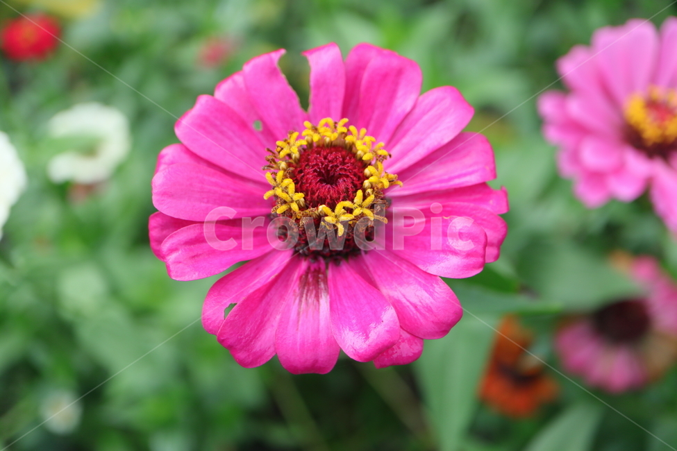 plant,식물,백일홍,zinnia,ninniaelegans,분홍색백일홍,국화과,속씨식물,쌍떡입식물,초롱꽃목,원예종