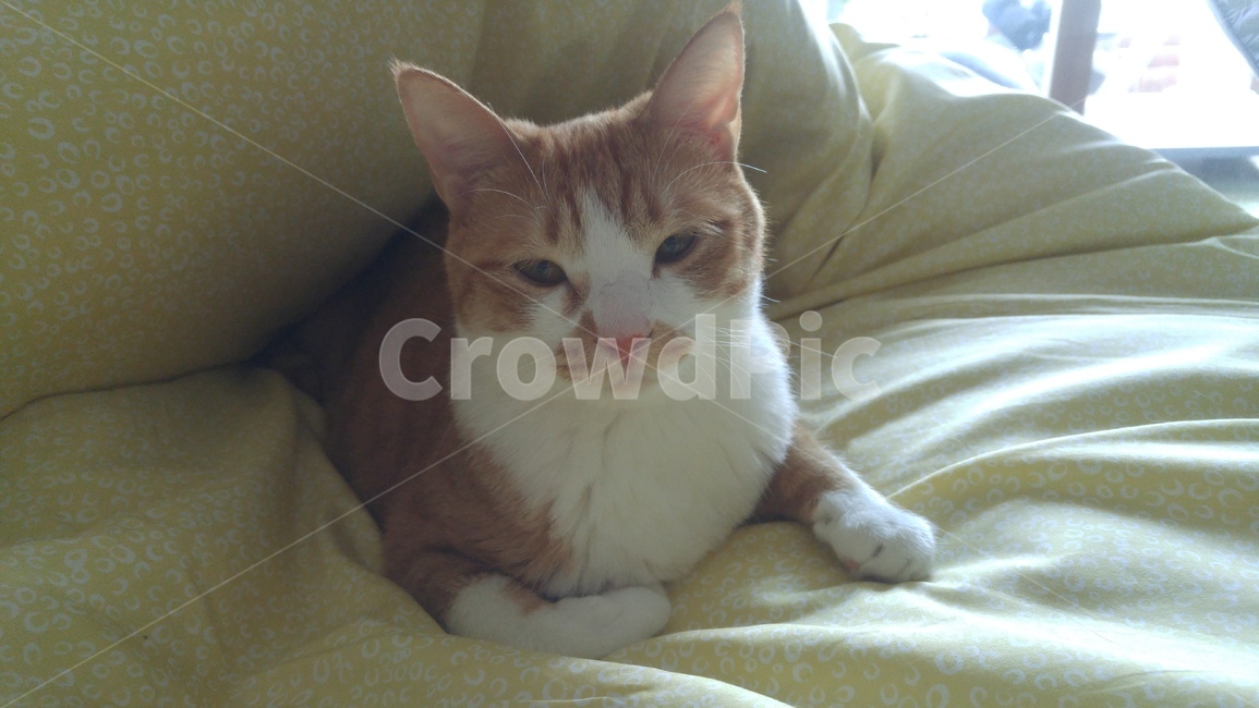 고양이,cat,정면,측면,이불,반려동물,애완동물,동물