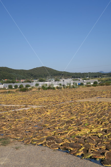 가을,해바라기,해바라기씨,시골,자연,자연,풍경,nature,landscape,outdoors,옥외,land,땅