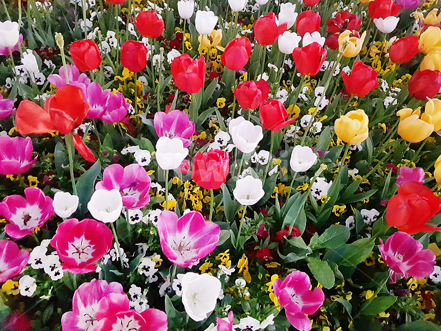 튤립,꽃,식물,자연,plants,nature,flower,봄,계절,springseason