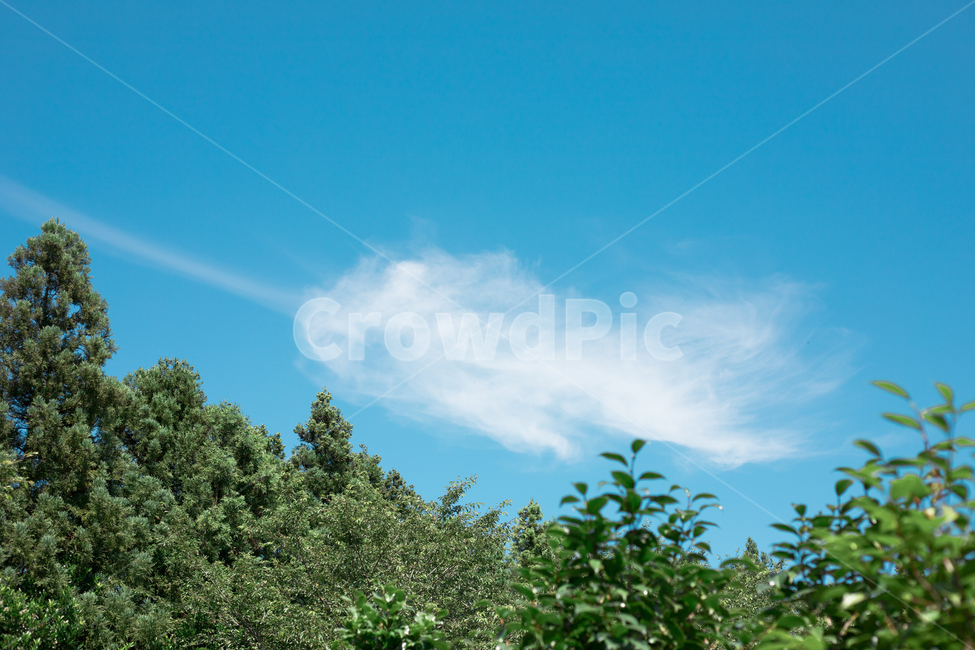구름,나무,하늘,맑음,청명함,맑은하늘,여름,cloud,trees,clear,summer,자연,풍경,nature,landscape,tree,plant,식물
