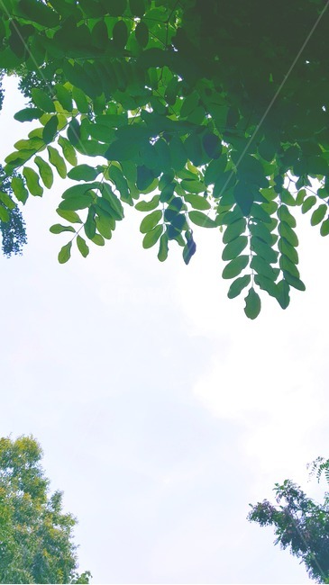 green,잎,초록,하늘,자연,나무,trees,wood